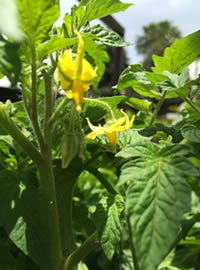Buds at the ready! Here comes Tomatoes!