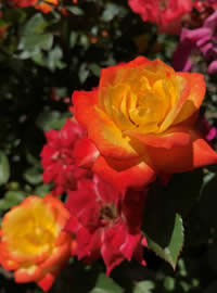 The autumn weather intensifies the colour