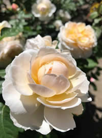 Buds open slower in autumn