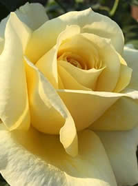 Petals last longer in the cooler days