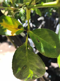 Petals last longer in the cooler days