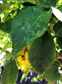 Petals last longer in the cooler days