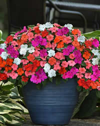 Flowering all summer into autumn