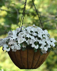Great for hanging baskets and containers