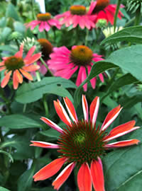 Summer Cone Flowers add something different 