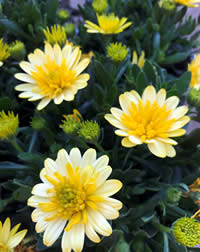 Add a dash of fabulousness with Cape daisies