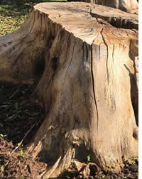 Streets with no trees are dangerous