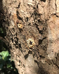 Our second Maple to be infected