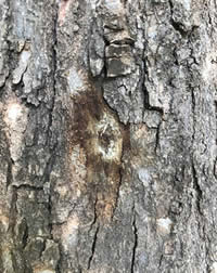 Shot Hole borer damage on Acer Buergerianum