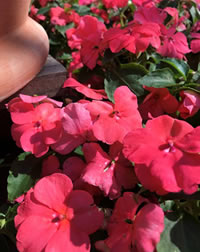 Impatiens are water wise planted in the right spot