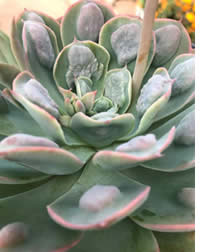 Divide overgrown succulents 