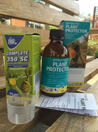 Systemic insecticides protect conifers in winter