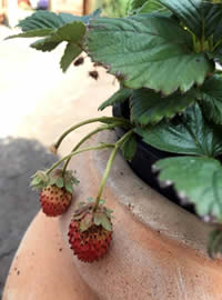 Strawberries grow well in raised containers