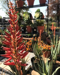 Aloes flower even better as they mature