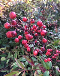 The berries on Nandina attract birds