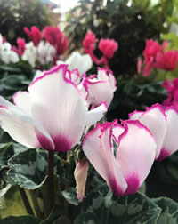 Cyclamen for indoors or outdoors