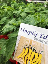 Chillies love a sunny hot spot