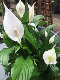 The Peace Lily also known as White Sails