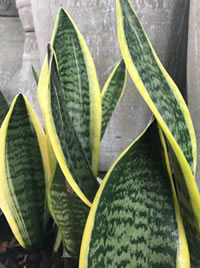 Sanseveria or Snake Plant