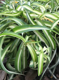 Hen&Chicken or Spider plant