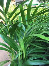 Bamboo Palms add a tropical toucht