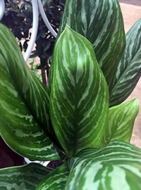 The Spear Plant has shades of silver