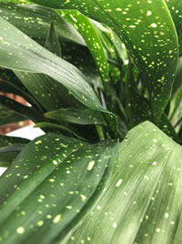 We love the Cast Iron Plant