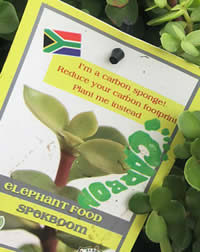 Grow to reduce your Carbon Footprint