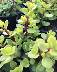 How many Spekboomwill you plant?