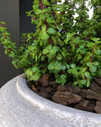 Grow them in containers or in the garden