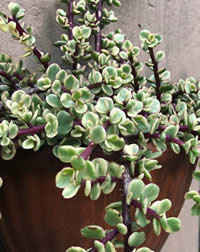 Look for different colours of spekboom