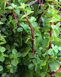 Spekboom has fat juicy leaves