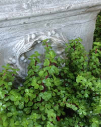 Grow to reduce your Carbon Footprint