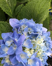 Feed to improve Hydrangea colour