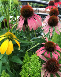 Summer Cone Flowers add something different