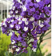 Sea Lavender Statice is a plant for pollinators