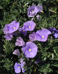 Cascading Blue Convolvulus 