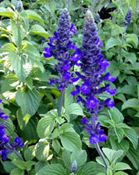 Blue towers, Salvia Mystics Spires