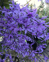 Petrea covers in flowers late spring