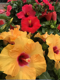 Hibiscus love a sunny hot spot