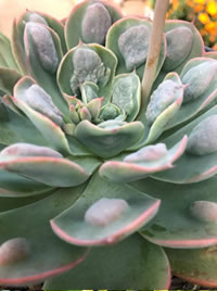 Divide overgrown succulents