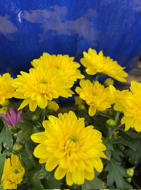 Garden Mums to celebrate the season