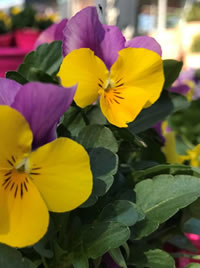 Plant a bowl of colour for the patio