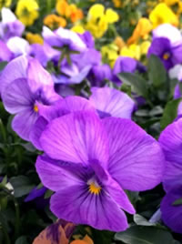 Did you know on pansy plant can have up to 800 flowers?