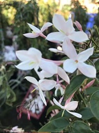 Sweet smelling Jasmine