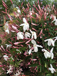 After flowering cut the Jasmine back hard