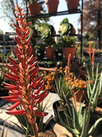 Aloes flower even better as they mature 