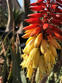 Winter is Aloe flowering season