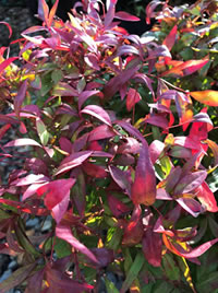 Nandina get our vote for rewarding colour
