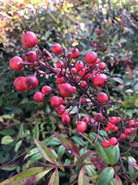The berries on Nandina attract birds